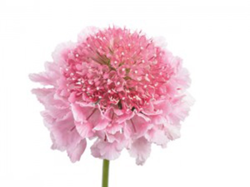 Scabiosa Marsh