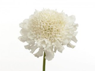 Scabiosa Vanilla