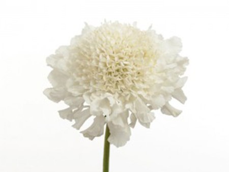 Scabiosa Vanilla
