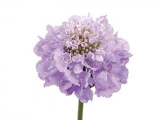 Scabiosa Lavender