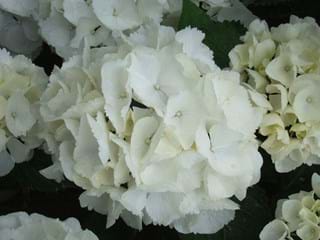 Hydrangea Schneeball