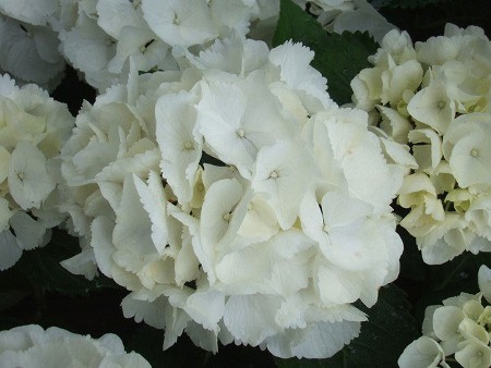 Hydrangea Schneeball