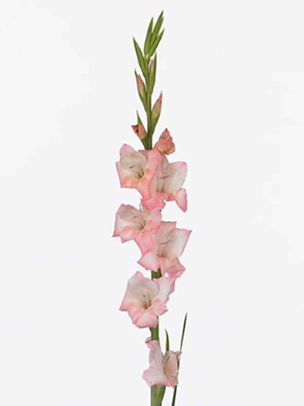 Gladiolus Shadow