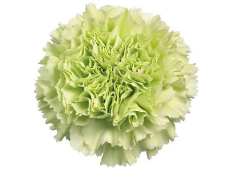 Dianthus Sheride