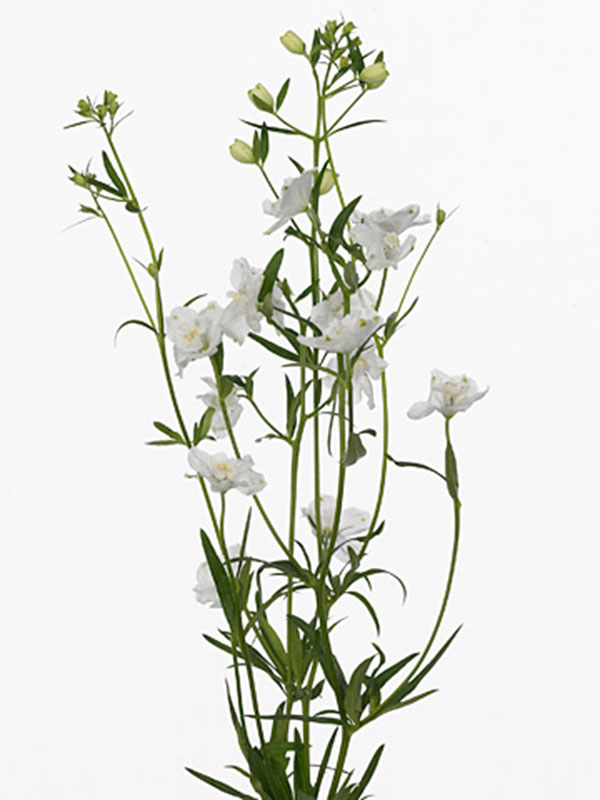 Delphinium Silky White
