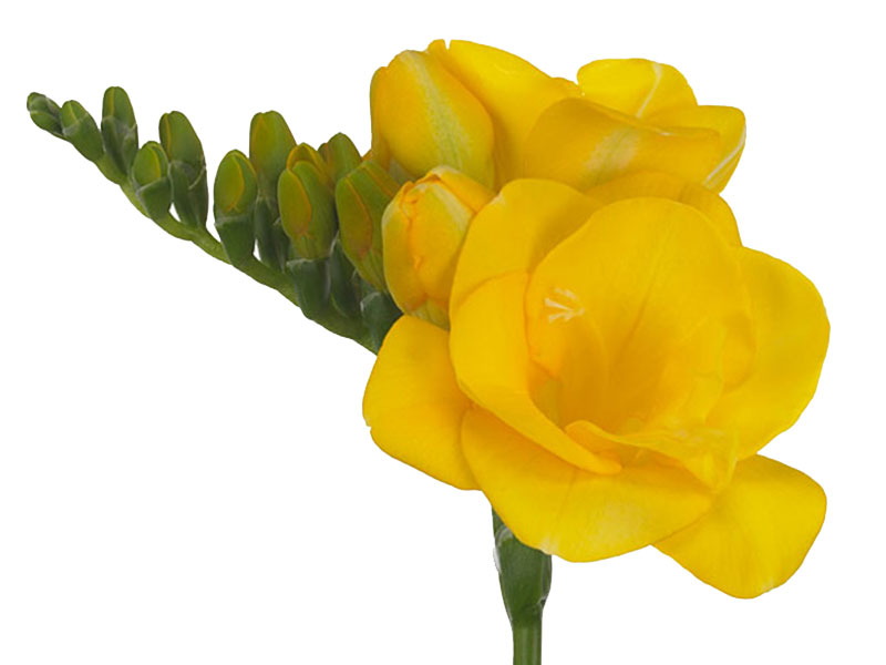 Freesia Soleil