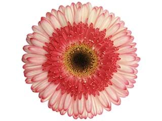 Ζέρμπερες Spark