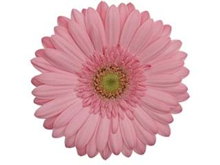 Ζέρμπερες Speaker