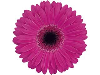 Ζέρμπερες Standford