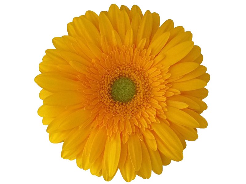 Gerbera Submarine