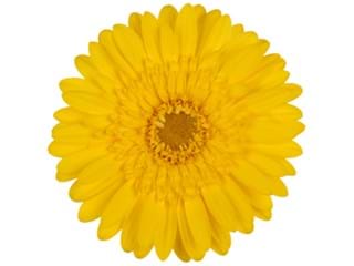 Ζέρμπερες Sue