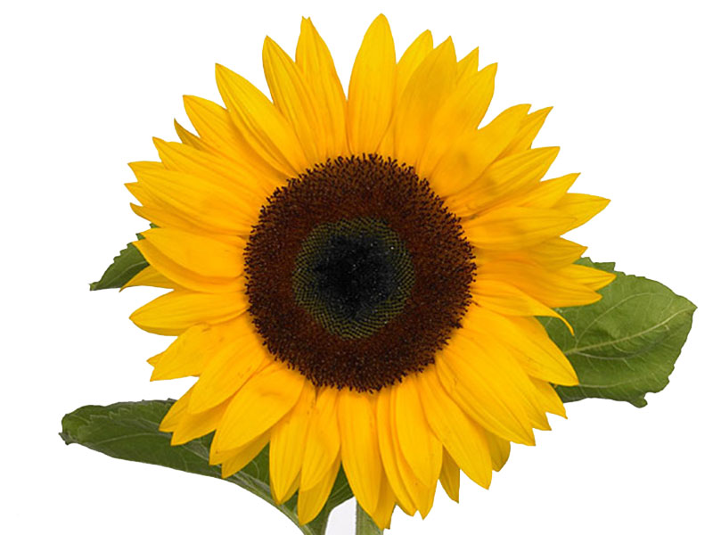 Helianthus Sunflower