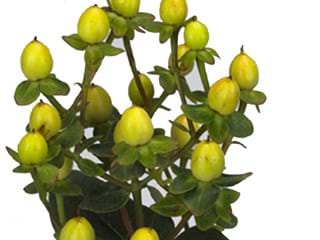 Hypericum Sunny Classic
