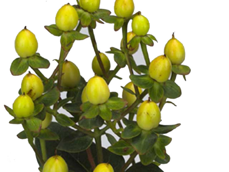 Hypericum Sunny Classic