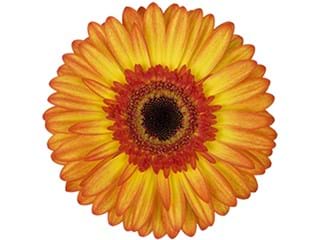 Ζέρμπερες Sunsport