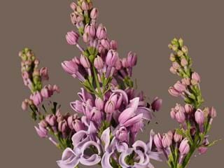 Πασχαλιά Pink