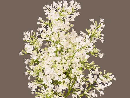 Πασχαλιά White