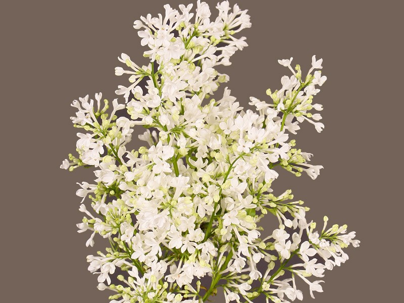 Πασχαλιά White