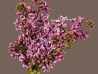 Πασχαλιά Dark Pink