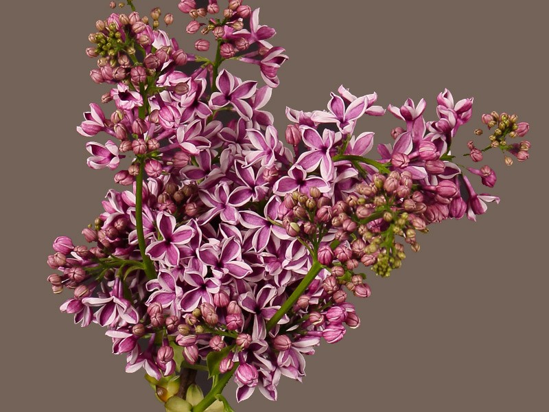 Πασχαλιά Dark Pink
