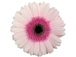 Ζέρμπερες Tambourin