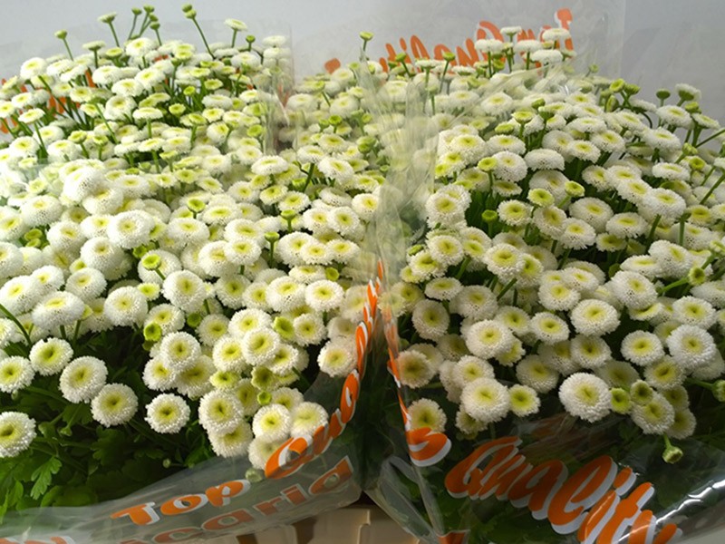 Tanasetum Baya