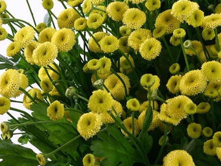 Tanasetum Giallo