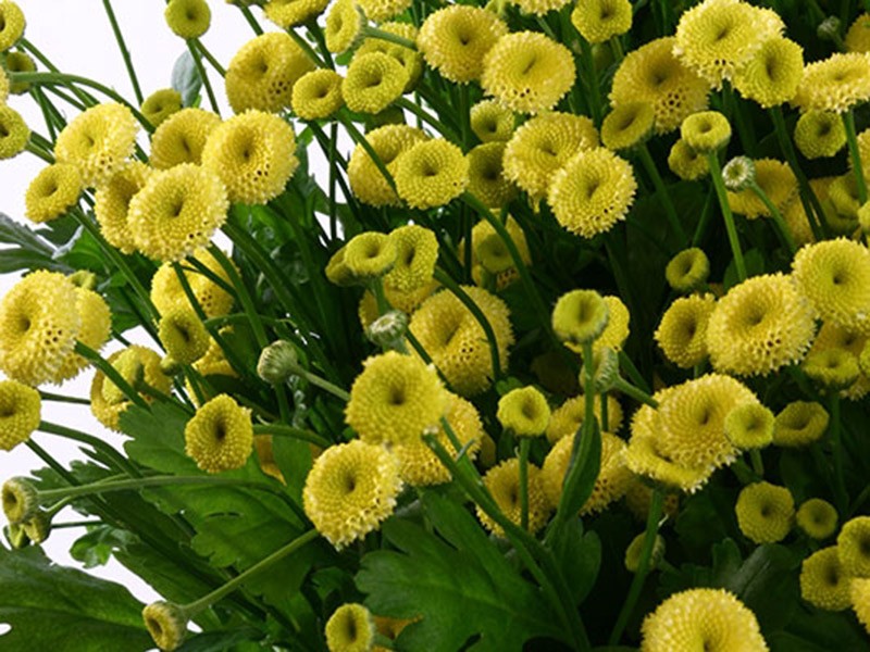Tanasetum Giallo