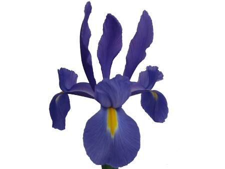 Iris Telstar