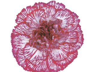 Γαρύφαλλα Tempest