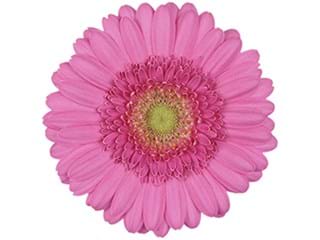 Ζέρμπερες Jukebox