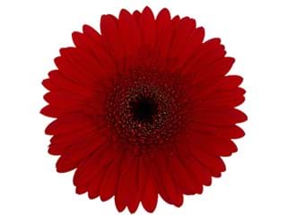 Ζέρμπερες Kalina