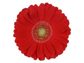 Ζέρμπερες Levi