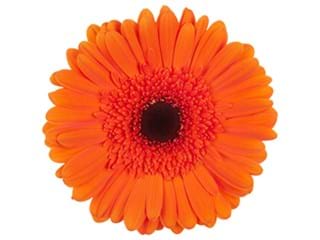 Ζέρμπερες Mariza