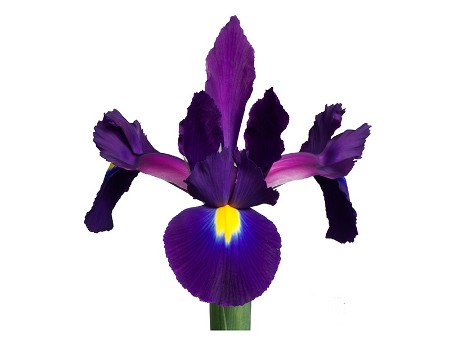 Iris Tigris