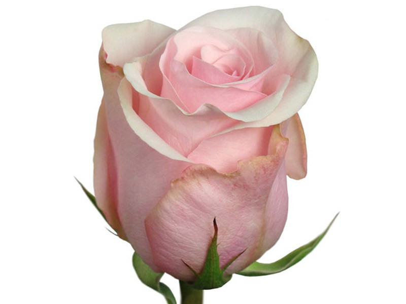 Rosa Titanic