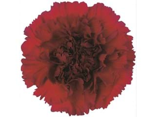 Γαρύφαλλα Toldo