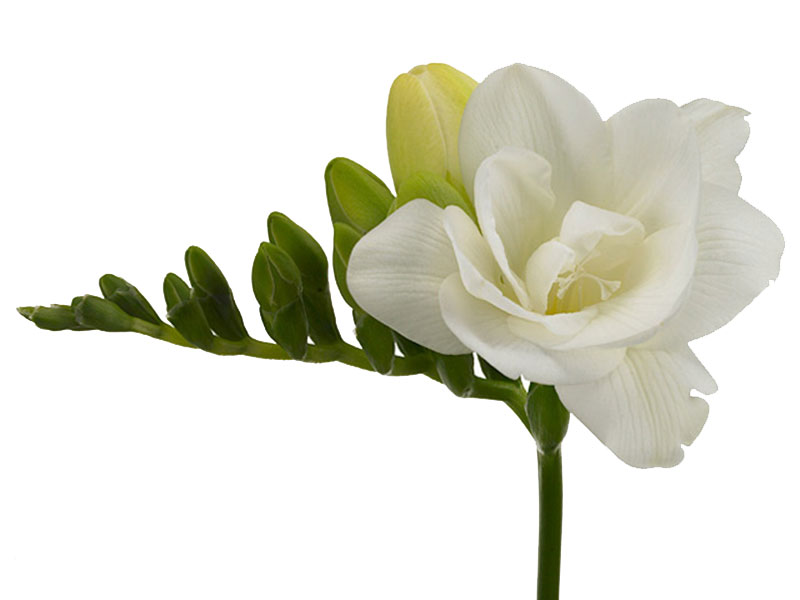 Freesia Versailles