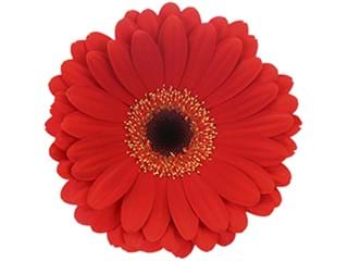 Ζέρμπερες Topass