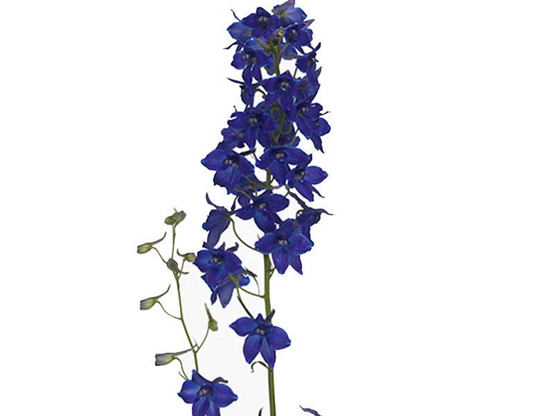 Delphinium Trend Maker