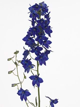 Delphinium Trend Maker