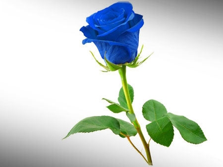 Rosa Vendela Blue