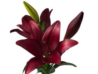 Lilium Az Venetian