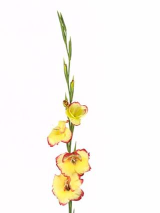 Gladiolus Vegas
