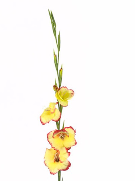 Gladiolus Vegas