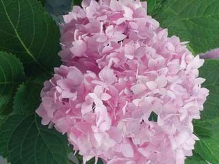 Hydrangea Verena Pink