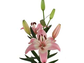 Lilium Az Vermeer