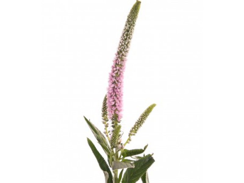 Veronica Pink