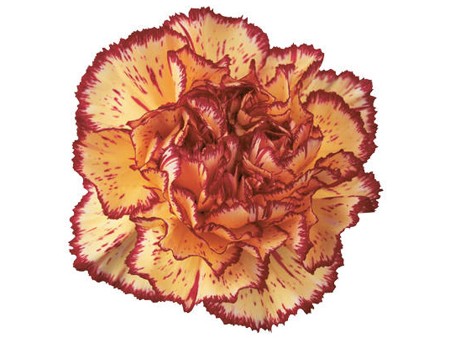Dianthus Vianna