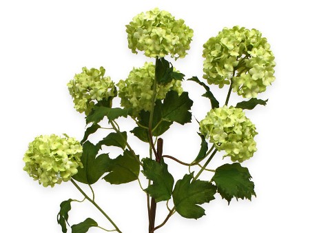 Viburnum